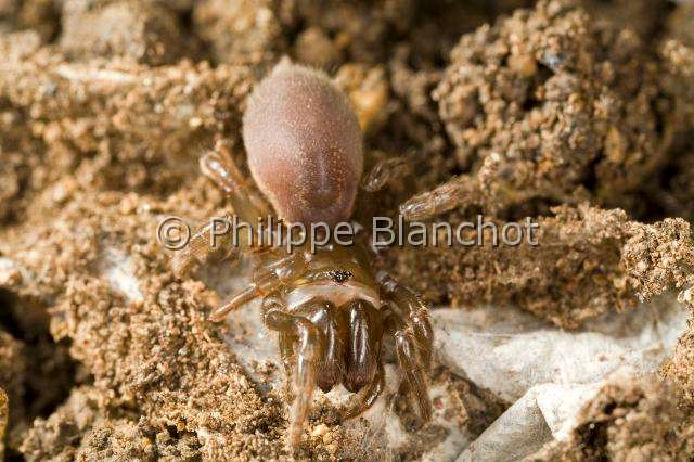 Atypidae_4277.JPG - France, Araneae, Mygalomorphae, Atypidae, Mygale à chaussette (Atypus affinis), Purse-Web Spider